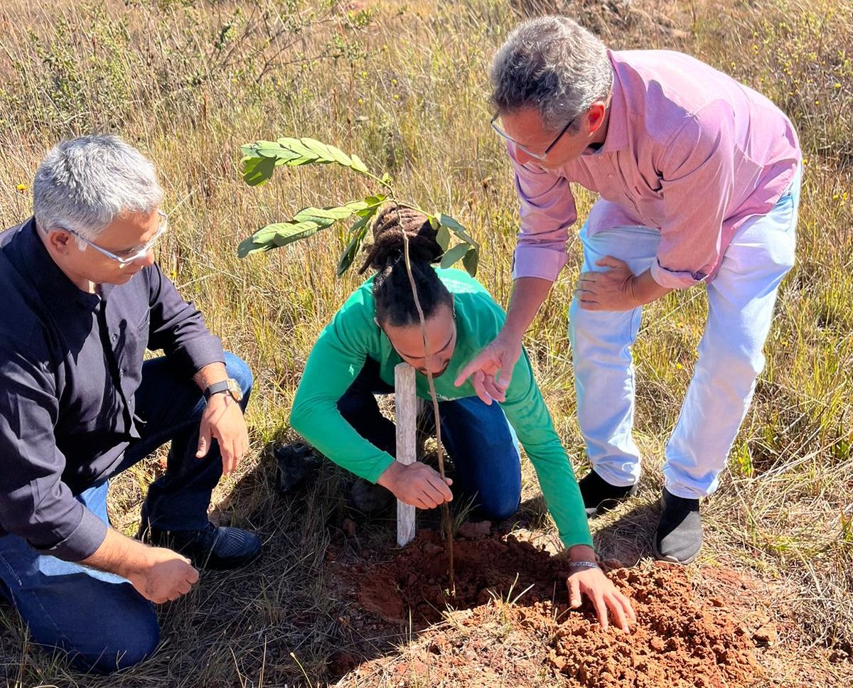 plantio de mudas de árvores