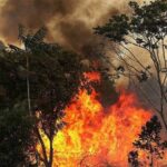 incêndio florestal